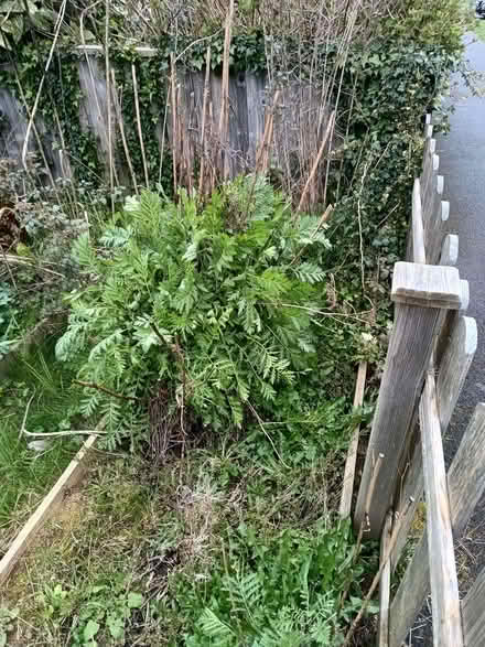 Photo of free Tansy (Northway OX3) #1