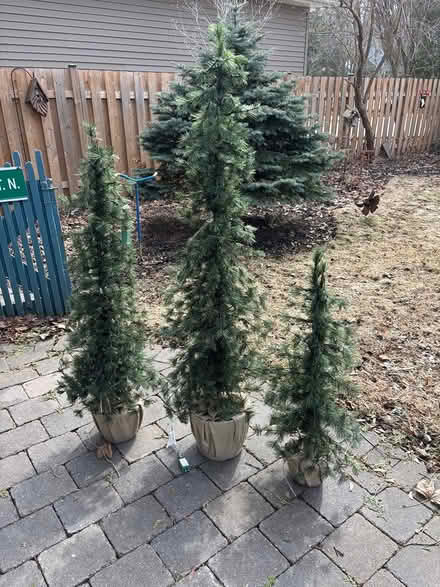 Photo of free Prelit Christmas trees (Georgetown) #1