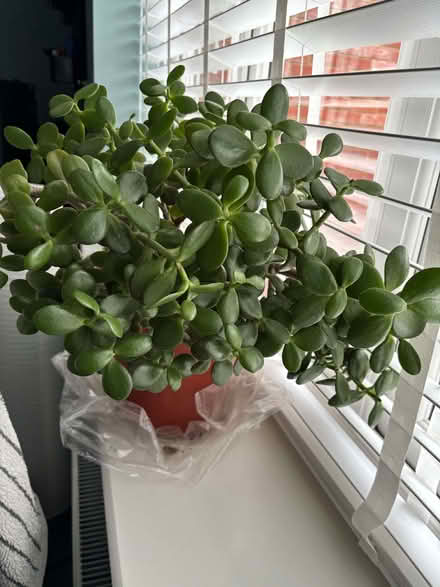 Photo of free Jade plant (Leighton Buzzard LU7) #2