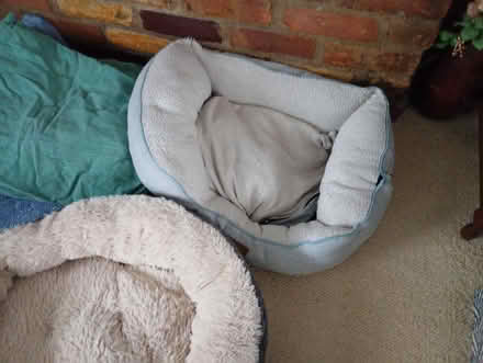 Photo of free Small Dog Items (Melbourn SG8) #3