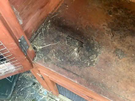 Photo of free Rabbit Hutch and outside run (Benhall GL51) #3