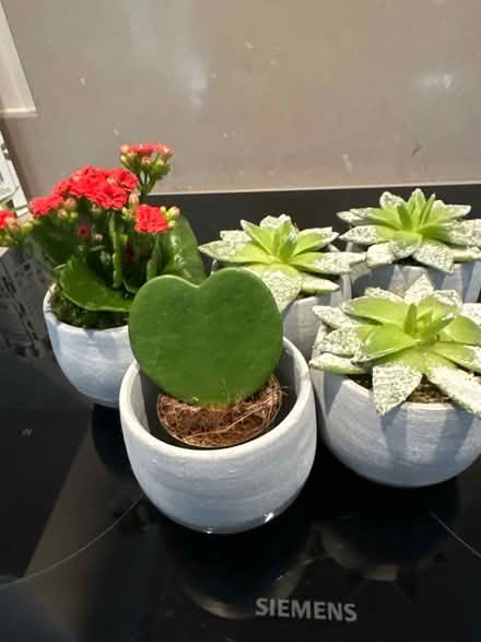 Photo of free 5 x mini plants in concrete pots (Woodford SK7) #1