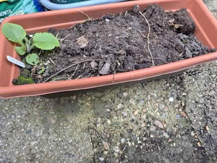 Photo of free Small plastic plant troughs (Heybridge CM9) #1