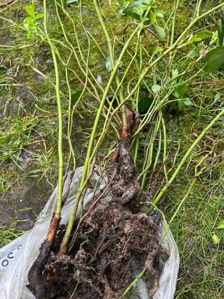 Photo of free Wild rose plants (Presteigne LD8) #1