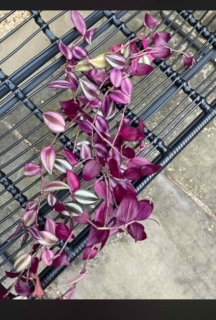 Photo of free House plant cuttings (Beckenham BR3) #1