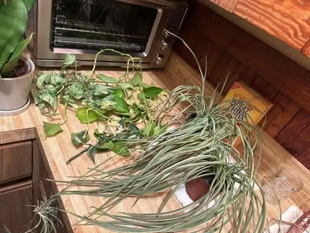 Photo of free houseplants 🌿 (Malden) #2