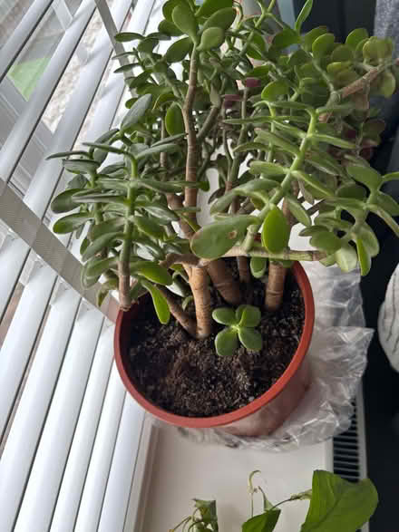 Photo of free Jade plant (Leighton Buzzard LU7) #1