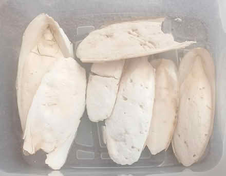 Photo of free cuttle fish bones (Bexhill-on-Sea) #1