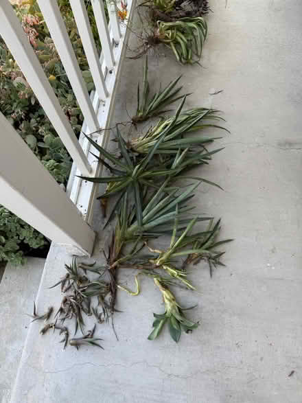 Photo of free Various Agave pups (Alameda) (West side) #2