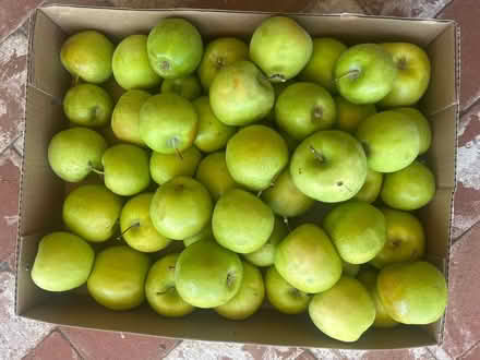 Photo of free Small Box Green Apples (95129) #1