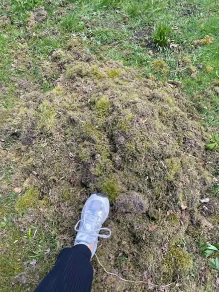 Photo of free Moss (Dore, S17) #2