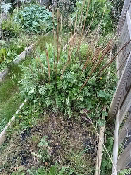 Photo of free Tansy (Northway OX3) #2