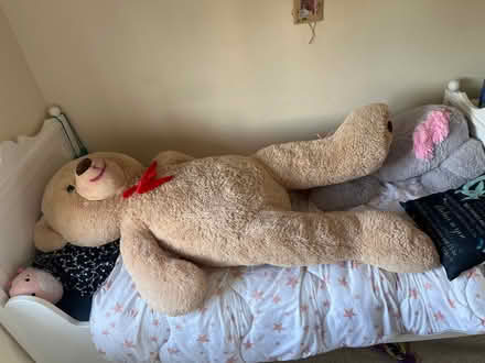 Photo of free Huge tedy bear (Brentford) #2