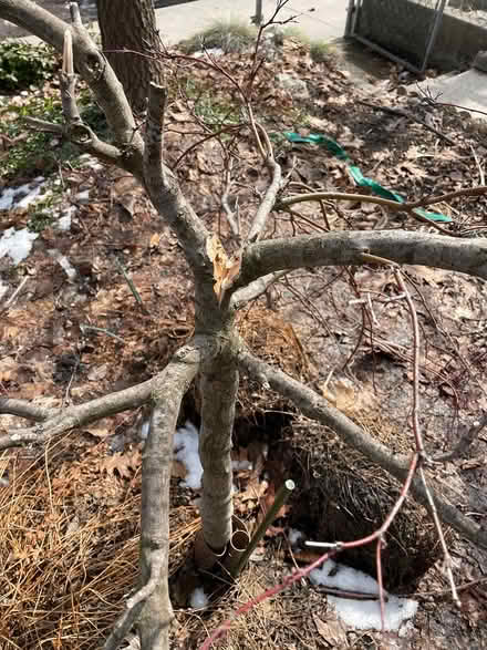 Photo of free Lace leaf maple — needs rescue (Bloor Lansdowne) #3