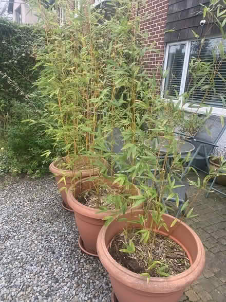 Photo of free Plants (Terenure) #1