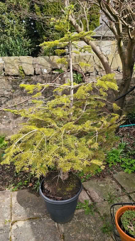 Photo of free Potted Christmas tree (Leslie KY6) #1