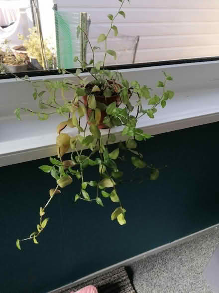 Photo of free Tradescantia (Langney BN23) #1