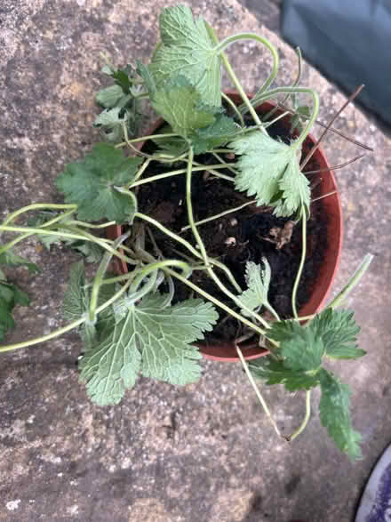 Photo of free Plants for the garden (Cattawade CO11) #2