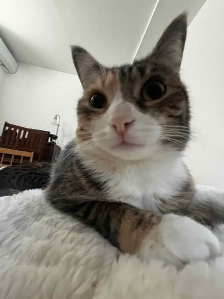 Photo of Cat food and item donations (Flushing) #1