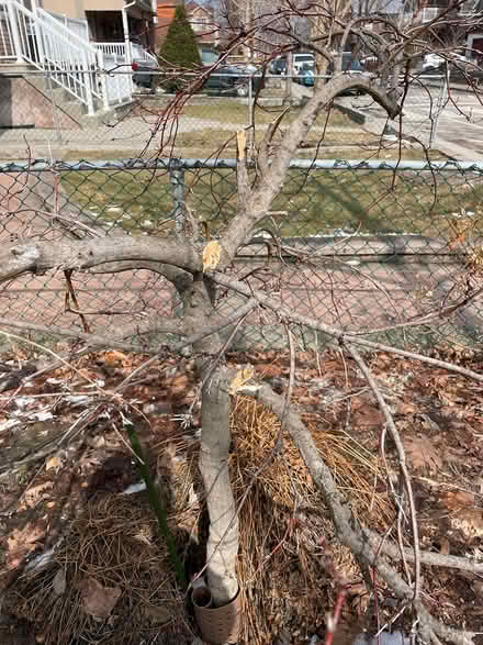 Photo of free Lace leaf maple — needs rescue (Bloor Lansdowne) #2