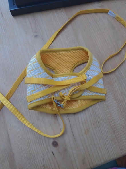 Photo of free Small cat harness (Syon Lane TW7) #1