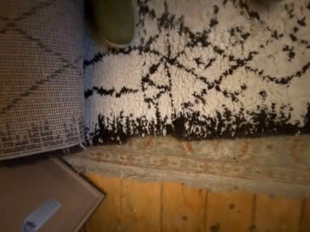 Photo of free Large rug (St Albans AL1) #1