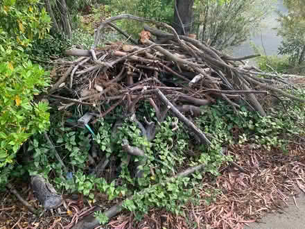 Photo of free firewood (Weston creek) #1