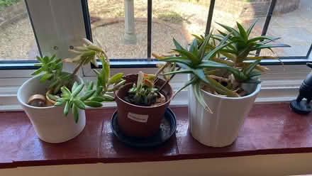 Photo of free Plants succulents in Teddington (TW11 Teddington) #1
