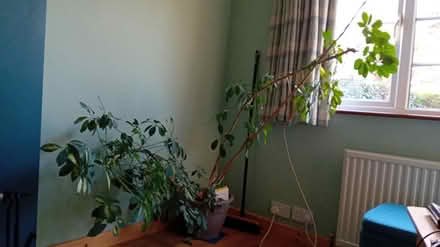 Photo of free Large wayward umbrella plant (Hitchin SG4) #1