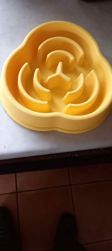 Photo of free Pet anti-gulping feeding dish. (Euxton PR7) #1