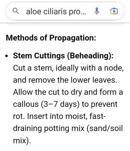 Photo of free Aloe ciliaris cuttings (Dublin central) #4