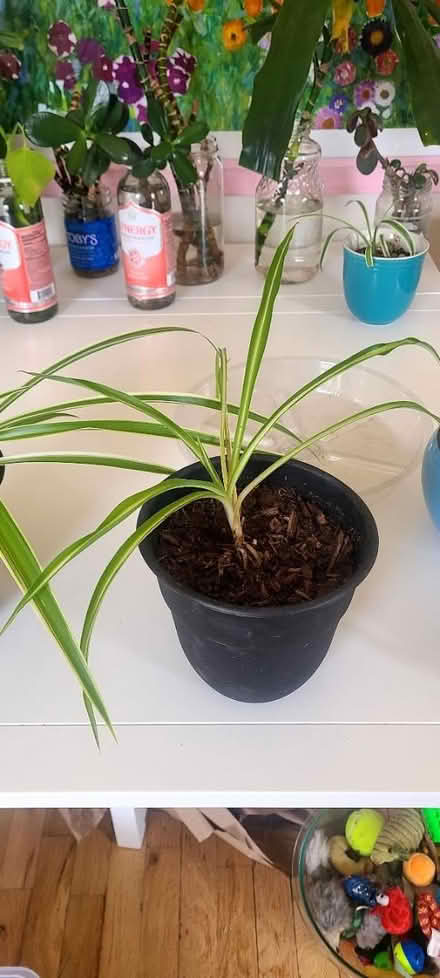 Photo of free Spider plant babies in pots (North Denver) #3