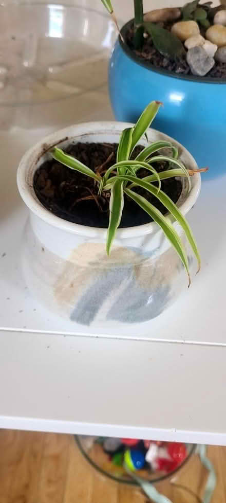 Photo of free Spider plant babies in pots (North Denver) #1