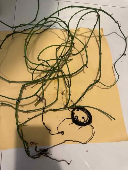 Photo of free Monkey mask strands for propagating (CO4 9 Colchester) #1