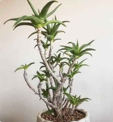 Photo of free Aloe ciliaris cuttings (Dublin central) #2