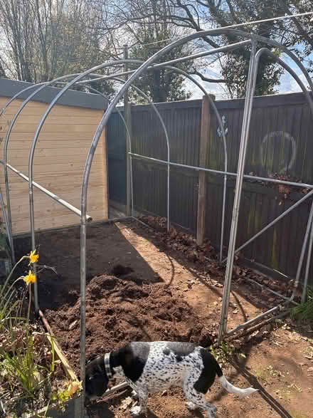 Photo of free Poly tunnel (IP9 Tattingstone IP9) #3