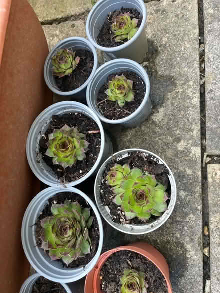 Photo of free Sempervivum plants (Twerton) #1