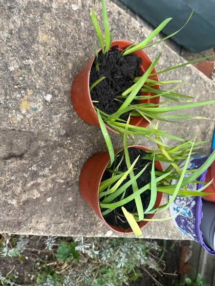 Photo of free Plants for the garden (Cattawade CO11) #1