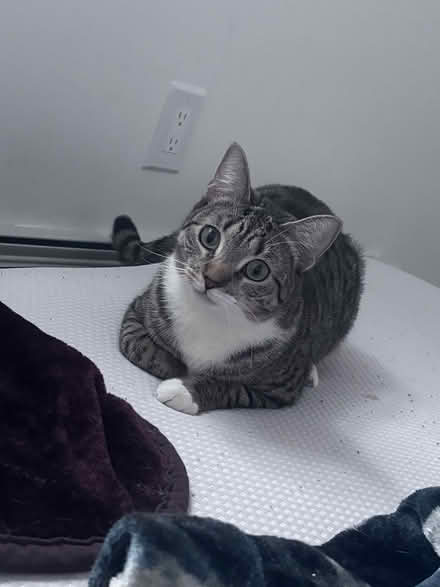 Photo of Cat food and item donations (Flushing) #2