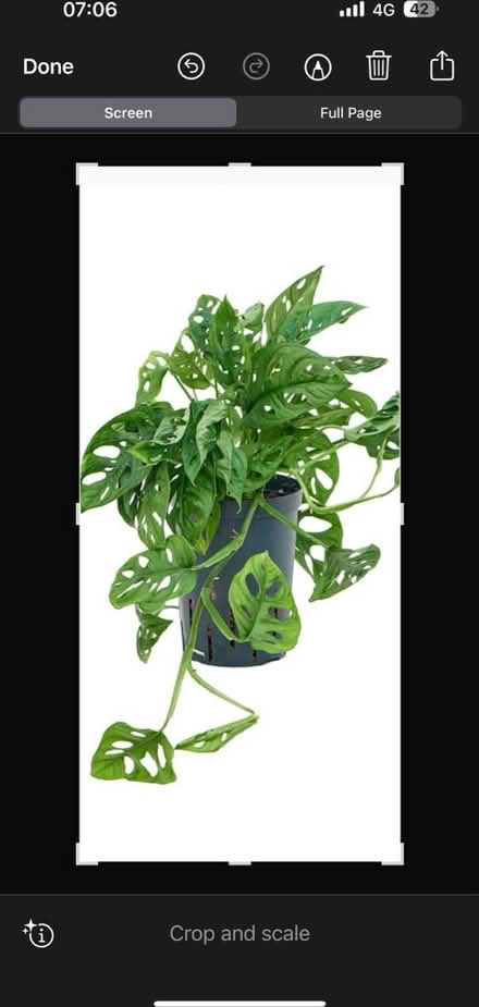 Photo of free Monkey mask strands for propagating (CO4 9 Colchester) #4