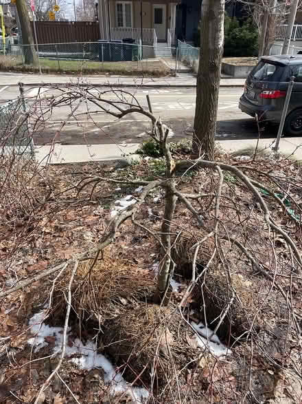 Photo of free Lace leaf maple — needs rescue (Bloor Lansdowne) #1