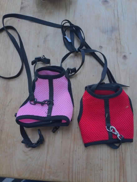 Photo of free 2 small rabbit harnesses (Syon Lane TW7) #1