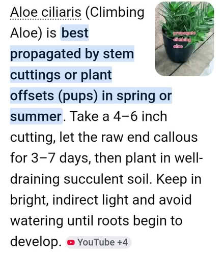 Photo of free Aloe ciliaris cuttings (Dublin central) #3