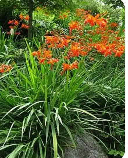 Photo of Crocosmia bulbs or plants (Dublin central) #1