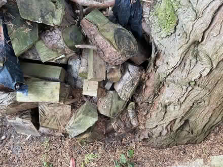 Photo of free Logs (Sandrerstead.) #3