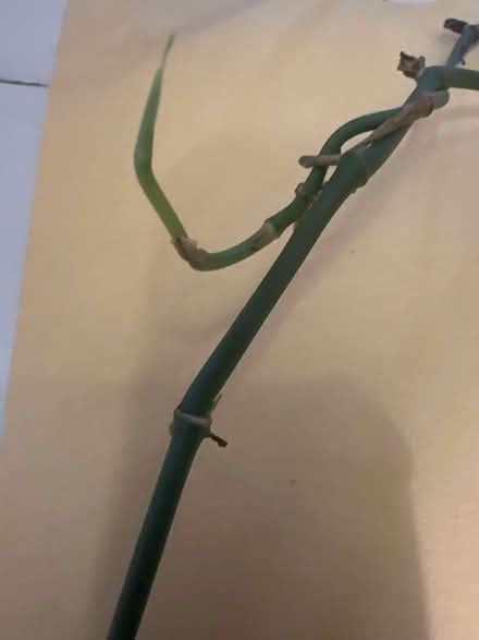 Photo of free Monkey mask strands for propagating (CO4 9 Colchester) #2