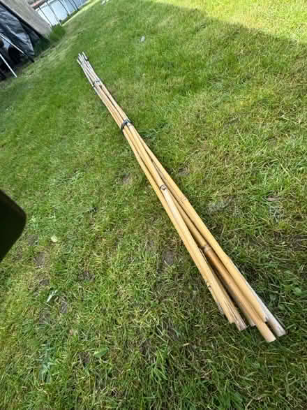Photo of free Bamboo cane (Chalford hill) #1