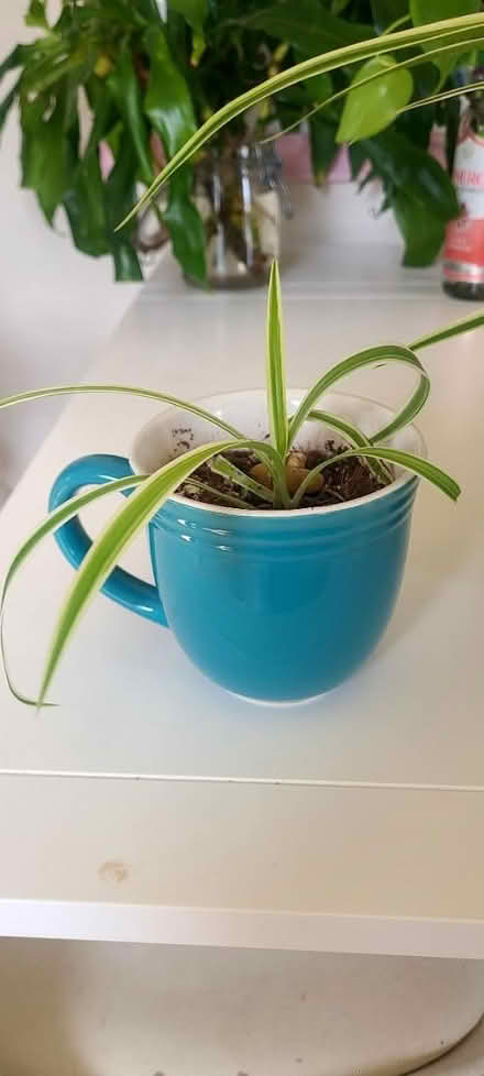 Photo of free Spider plant babies in pots (North Denver) #2
