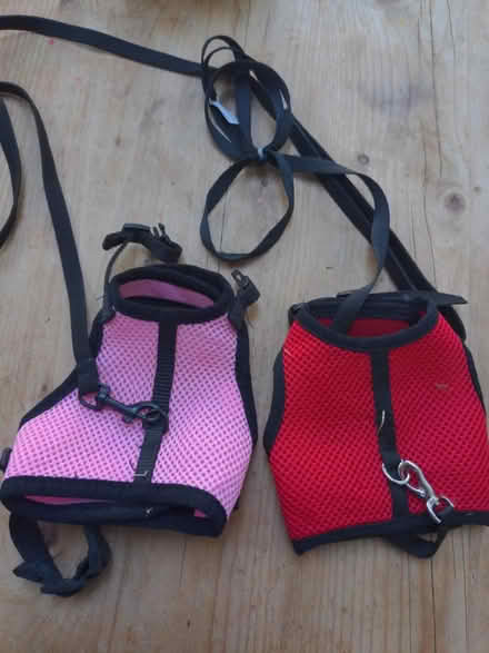 Photo of free Small rabbit harnesses (Syon Lane TW7) #1