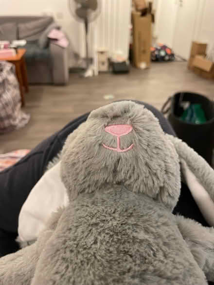 Photo of free easter bunny (Wandsworth SW18) #1